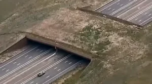 Colorado's Massive Wildlife Overpass Has Reduced Animal Collisions by 91%