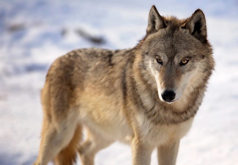 9 wolves killed by federal officials in northern Wisconsin after threatening behavior to humans