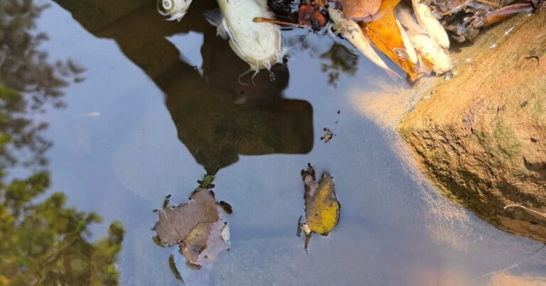 Recent fish die-offs in Georgia indicate water issues