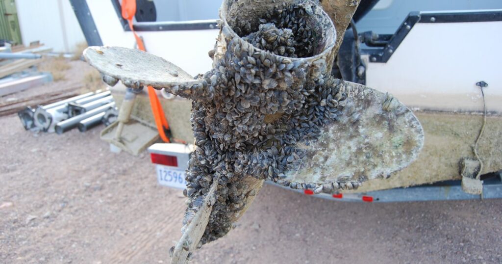 Invasive zebra mussels found in Bellevue pond