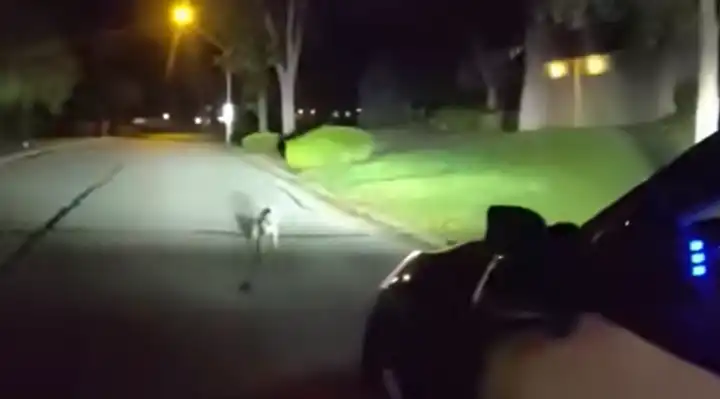 Dog Standing in Road Leads Police to Owner Who Needed Help